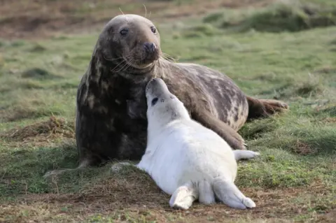 Abertay University Seal