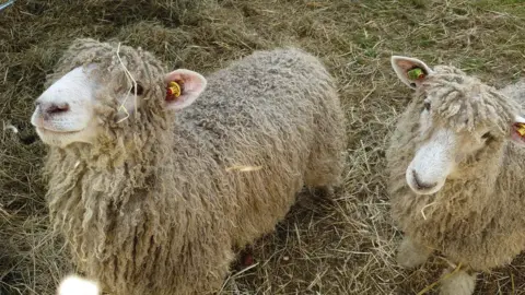 Jamie Quinn and Sue Oliver Lincoln Longwool sheep