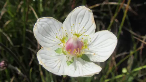 Cumbria Wildlife Trust Grass-of-Parnassus at Eycott reserve