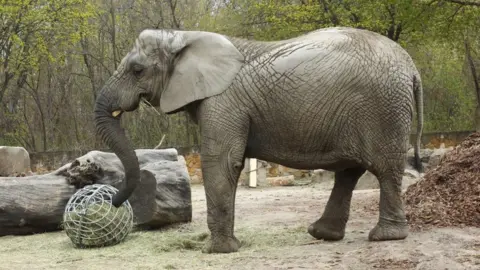 Warsaw Zoo Fredzia, a young female African elephant at Warsaw Zoo