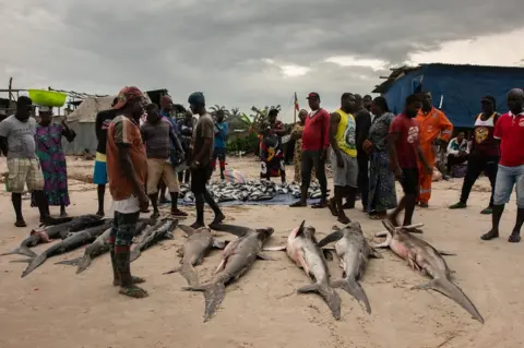 Shaun Swingler People looking at sharks on a beach