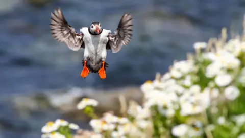 Ben Porter Puffin crash landing onto nest