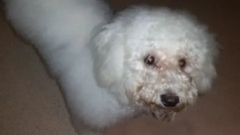 Harcup family Mia, the Harcup family's dog