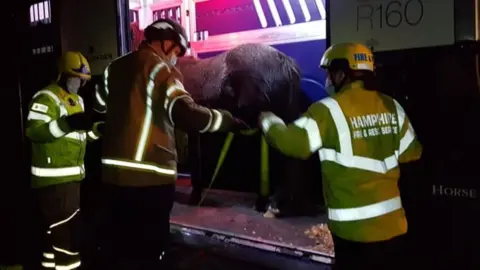 Friends of the Hampshire Animal Rescue Team Horse rescue in Ower