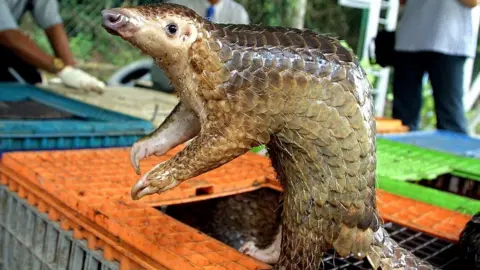 Getty Images A trafficked pangolin is seen out of its cage in Kuala Lumpur in 2002