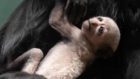 Alison Allen Close up of a white baby monkey with curly fur on its back. It is holding on to a black adult and looking upwards with big round brown eyes