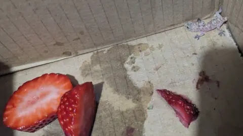 RSPCA Gecko in box with strawberries