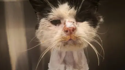 Stray Cat Rescue Team West Midlands Maximus after he was rescued