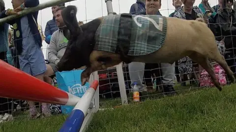 BBC Racing pig at Royal Norfolk Show