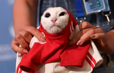 Dylan Martinez / Reuters A football top is put on a cat