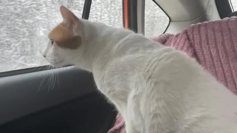 Valeriya Sarnovska Cat in car