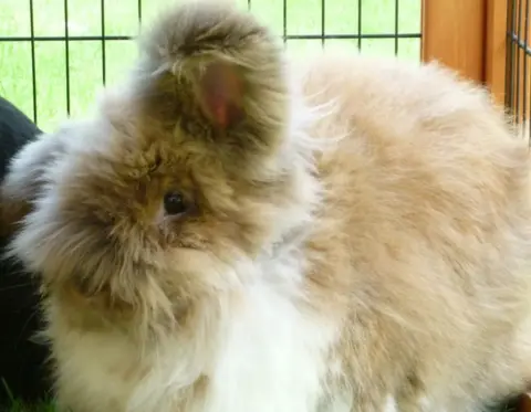 Snarl Teddy the rabbit