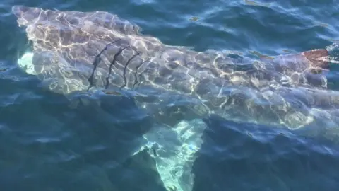 AK Wildlife/Cornwall Wildlife Trust A Basking Shark