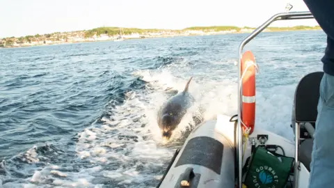 Ulster Wildlife A dolphin is seen following a boat on Strangford Lough