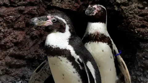 Getty Images Humboldt Penguins