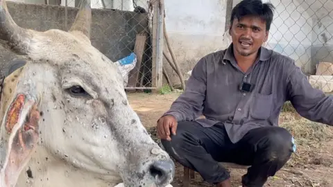 Sagar Patel/BBC Gujarati Abbasbhai with one of his infected cows