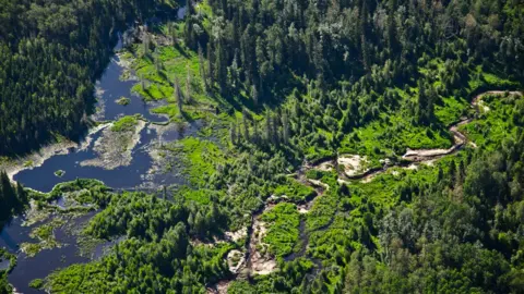 Courtesy Michel Rapinski The boreal forest seen north of Fort McMurray, Alberta