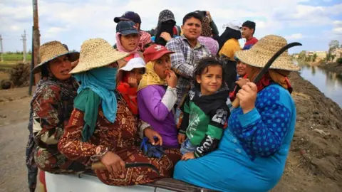 Mahmoud Elkhwas/Getty Images A group of farmers gathered to harvest wheat in Sharkia, Egypt - Friday 28 April 2023