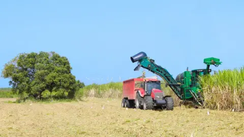 Getty Images Sugarcane being harvested