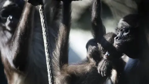 Getty Images Spider monkeys