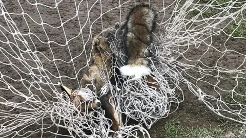 RSPCA Fox trapped in goal net at Stoke Lodge Playing Fields in Bristol