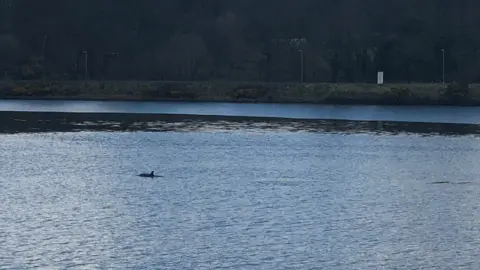 Aine O'Doherty dolphins in foyle