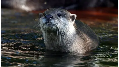 Otter