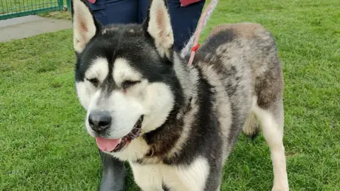 RSPCA Storm