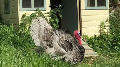 Brockswood Animal Sanctuary Trevor