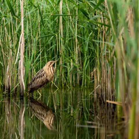 B Andrew/RSPB Bittern in reeds