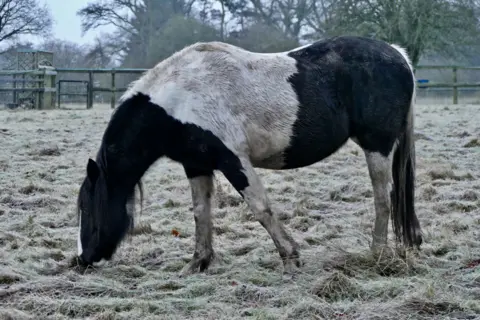 Shutterstock A horse feeds in a frosty field in Dunsden, Oxfordshire, on 15 January 2021