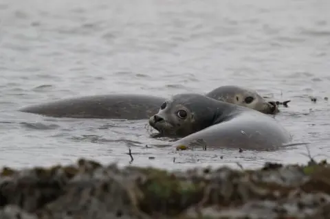 Tynemouth Seal Hospital Seals in water