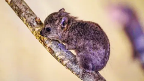 Ian Turner Rock hyrax