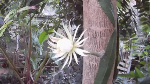 Cambridge University Botanic Garden The moonflower in bloom