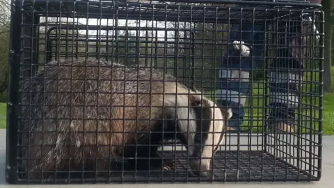 Harlow Council/HTS badger in a cage