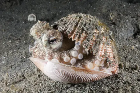 Getty Images Coconut Octopus hiding in a shell, North Sulawesi, Indonesia