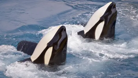 Getty Images Killer whales