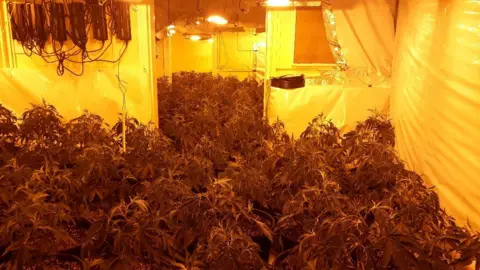 Nottinghamshire Police Cannabis plant find