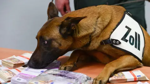 DPA Aki, a cash-sniffing dog from the airport customs office, tackles seized euro banknotes during the balance sheet press conference for the Frankfurt Airport central customs office in Frankfurt am Main, Germany, 13 March 2015.