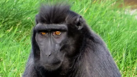 Marwell Zoo monkeys