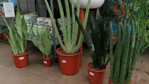 The Palace Gardener A range of snake plants on offer