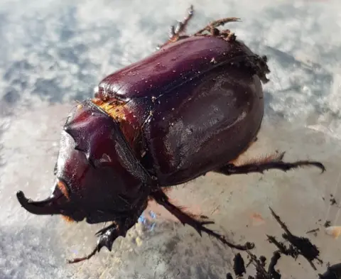 Kay Willis The European Rhinoceros beetle