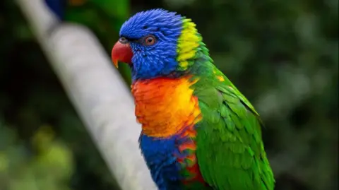 Rainbow lorikeet