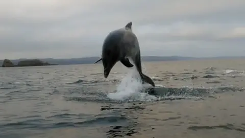 Max Richards Dolphins near boats of Tenby Sailing Club