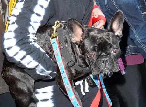 Getty Images Lady Gaga's dog Miss Asia