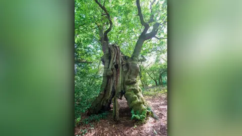 Mark Zytynski / WTML The Old Sweet Chestnut of Pontypool, Torfaen