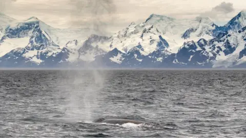 Amy Kennedy An Antarctic blue whale surfaces off South Georgia