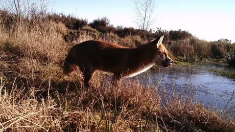 Newark and Sherwood District Council  Fox