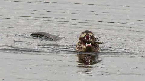 Gary Barber An otter