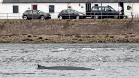 WDC/Charlie Phillips Fin whale at Inverness